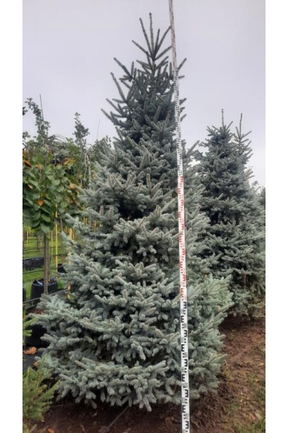 Ель колючая голубая Глаука